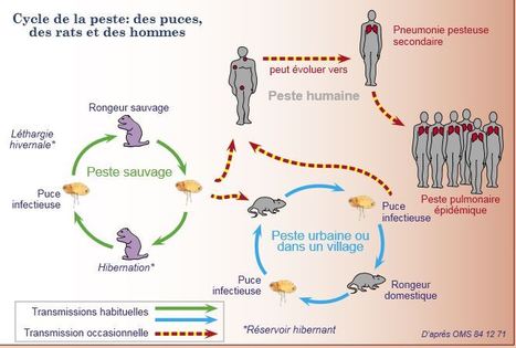 Généralités sur la Peste | EntomoScience | Scoop.it