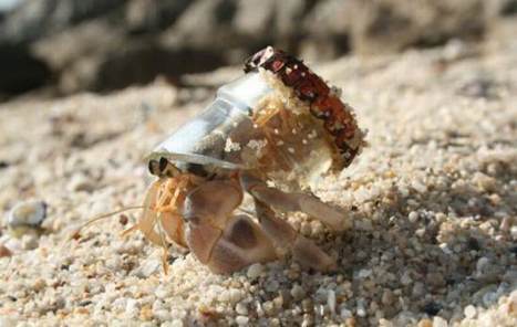 Little Crab | 1001 Recycling Ideas ! | Scoop.it