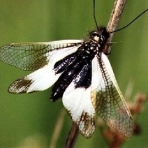 Enqu&ecirc;te sur les ascalaphes : d&egrave;s ce printemps, participez !! | Vari&eacute;t&eacute;s entomologiques | Scoop.it