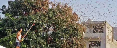 Pire invasion de criquets en Inde depuis 1993 | EntomoNews | Scoop.it
