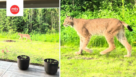 Ilves ilmestyi takapihalle Hämeenlinnassa | MTV Uutiset | 1Uutiset - Lukemisen tähden | Scoop.it