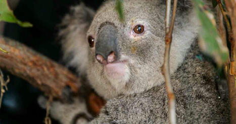 Maailman ensimm&auml;inen klamydiarokote koalille hyv&auml;ksyttiin k&auml;ytt&ouml;&ouml;n Australiassa | Tiede | Yle | 1Uutiset - Lukemisen t&auml;hden | Scoop.it