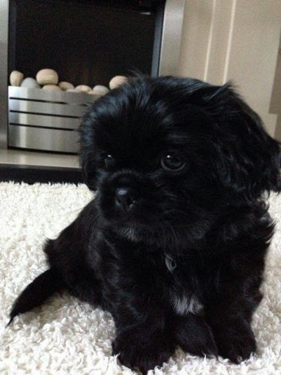 Buy Shih Tzu for Sale at best Price - Buy 100% Pure Breed Puppies – Puppiezo | Puppiezo | Scoop.it