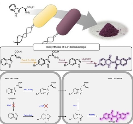 Production of Tyrian purple indigoid dye from t...
