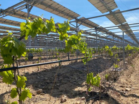 L’agrivoltaïsme veut en finir avec ses zones d’ombre - Pleinchamp | Gestion Durable des Ressources | Scoop.it