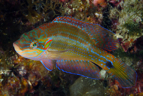 Ce petit poisson est surprenant : il a su s’adapter à l’acidification des océans | Zones humides - Ramsar - Océans | Scoop.it
