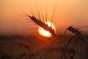 Russia is an Emerging Superpower in Global Food Supply | CONFLIT RUSSO-UKRAINIEN | Scoop.it