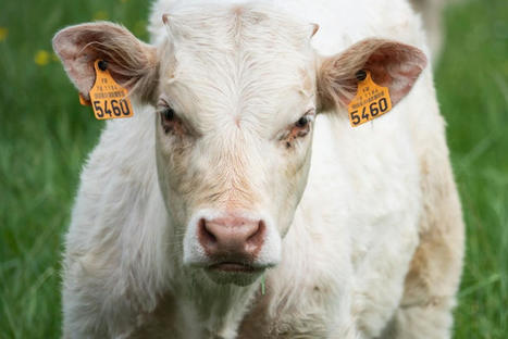 Histoire de l'identification des bovins  | Actualités de l'élevage | Scoop.it
