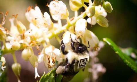 L'exposition aux pesticides peut avoir un impact considérable sur les comportements sociaux des bourdons | EntomoNews | Scoop.it