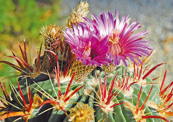Terra seca N°3/2013 | HORTICULTURE | Scoop.it