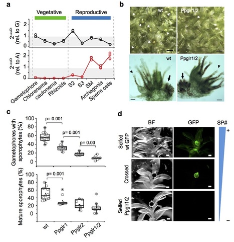 An animal neuroreceptor has a key function... in basal plant reproduction ! | Life Sciences Université Paris-Saclay | Scoop.it