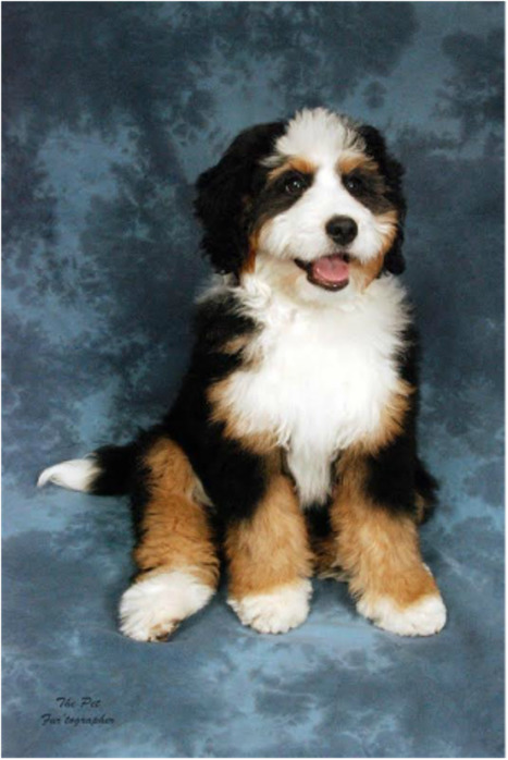 bernedoodle sable tricolor