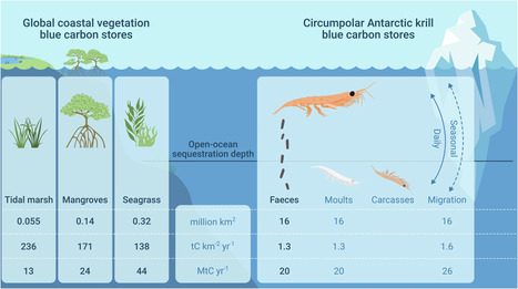 En Antarctique, le krill séquestre autant de carbone que les mangroves tropicales | EntomoNews | Scoop.it