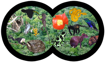 Virtual Rainforest - Great tool for teachers! | Rainforest CLASSROOM | Scoop.it