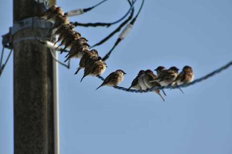 Por qué no se electrocutan los pájaros al posarse en los cables | tecno4 | Scoop.it
