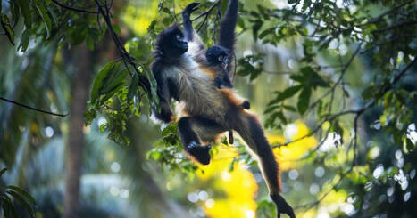 Le Costa Rica subventionne ses propres crimes environnementaux | Plan&egrave;te DDurable | Scoop.it