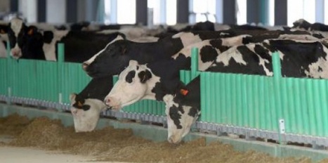 Les d&eacute;put&eacute;s d&eacute;cident de ne pas taxer les rots de vaches | Plan&egrave;te, Nature et Biodiversit&eacute; | Scoop.it