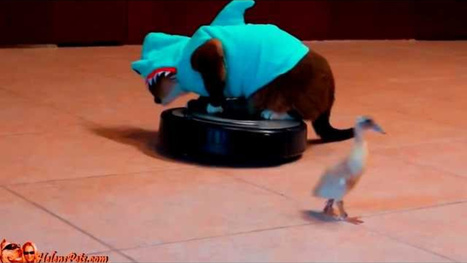 VIDEO: Cat in Shark Costume Chases Duck to "Jaws" Theme Because Why Not? | Communications Major | Scoop.it