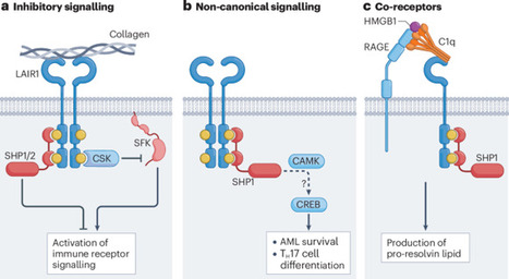 Inhibitory pattern recognition receptors: lessons from LAIR1 | Nature Reviews Immunology | Immunology | Scoop.it