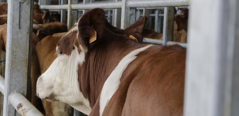 3 % des laitières abattues au dernier tiers de gestation Avis : L’Efsa a planché sur l’abattage des femelles gestantes | Lait de Normandie... et d'ailleurs | Scoop.it