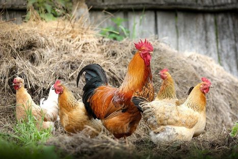 Poultry industry's delayed Covid-19 response is killing workers? | PSLabor:  Your Union Free Advantage | Scoop.it