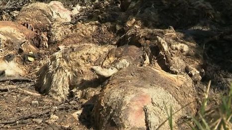 VIDEO. En Savoie, une nouvelle attaque de loup cause la mort de 100 brebis | Loup | Scoop.it