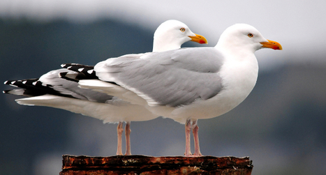 Les rendez-vous 2018 à ne pas manquer pour compter des oiseaux d’eau - LPO | Biodiversité | Scoop.it