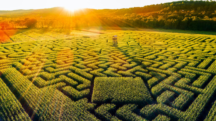 Un incroyable labyrinthe de maïs géant de 4 hectares débarque à Strasbourg cet été ! | Nouveautés - Offre touristique Alsace | Scoop.it