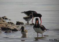 Succès de la reproduction des sternes et des limicoles au They de Roustan | Camargue Nature | Scoop.it