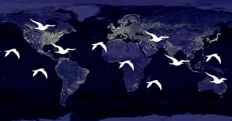 Le thème de la Journée mondiale des oiseaux migrateurs 14 mai 2022 se concentrera sur la pollution lumineuse | Biodiversité | Scoop.it