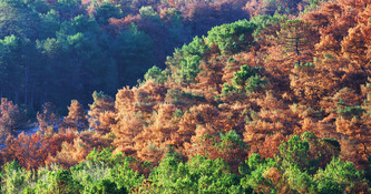 Inventaire forestier national 2026 : essences inadapt&eacute;es et mortalit&eacute; des arbres en hausse | Actus du jour - 9 octobre 2026 | Scoop.it