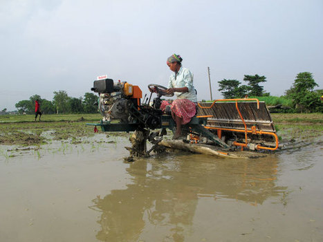 Nepal&rsquo;s quiet green revolution   | Nation | Nepali Times | SRI Global News-- January-April, 2026 -- System of Rice Intensification (SRI) | Scoop.it