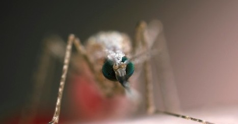 Des moustiques génétiquement modifiés pour combattre le paludisme | EntomoNews | Scoop.it
