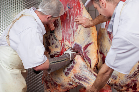 Prime PEPA liée au Covid19 à l’abattoir de Kermené | La Gazette des abattoirs | Scoop.it