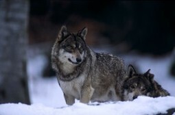 Le loup, bouc émissaire de la filière ovine : ça suffit !! | FERUS | Loup | Scoop.it