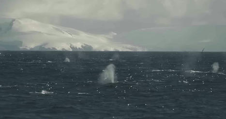 Vidéo : quand près de 1 000 baleines s'alimentent en Antarctique | Revue de presse Cétacés | Scoop.it