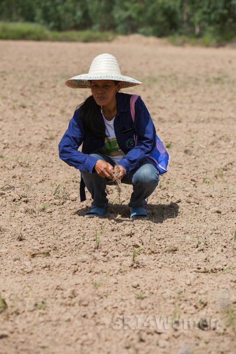 THAILAND: Rampung's story – sri4women.org | SRI Global News ++ March - May 2025    System of Rice Intensification (SRI) | Scoop.it