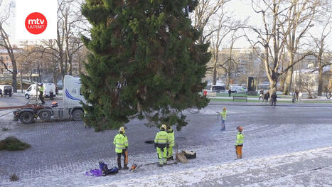 Turku sai 112 vuotta vanhan joulukuusen | MTV Uutiset | 1Uutiset - Lukemisen tähden | Scoop.it