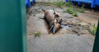 Mort accidentelle des dauphins dans le Golfe de Gascogne&nbsp;: le jugement en demi-teinte du tribunal administratif de Paris - ICI | Landes - Conseils municipaux & communautaires | Scoop.it