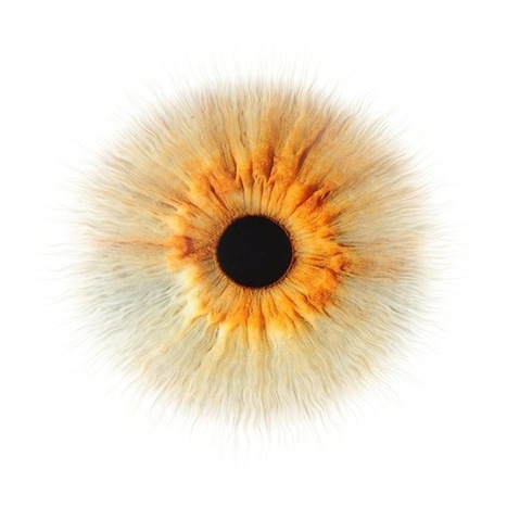 L’iris signe d’une lente agonie stellaire. | Dr. Goulu | Scoop.it