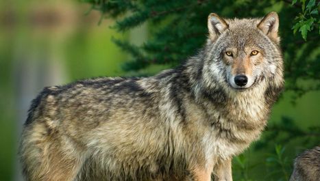 Sur les traces du loup sauvage | Loup | Scoop.it