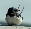 BirdLife Suomi - Lintutietoutta | 1Uutiset - Lukemisen tähden | Scoop.it