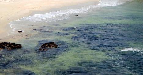 What did the ocean look like before plastic pollutants | Coastal Restoration | Scoop.it