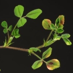 New control pathways in synthesis of plant chemical defences | Plant Molecular Farming | Scoop.it