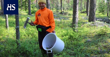 Suomen luonnon­marjoja poimii tänä vuonna ennätykselliset 4 000 ulkomaalaista, kausi­työläisiä palkkaaville yrityksille aiempaa tiukemmat säännöt - Kotimaa | HS.fi | 1Uutiset - Lukemisen tähden | Scoop.it