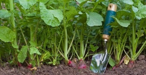 Come coltivare frutta e verdura biologica senza spendere soldi | Orto, Giardino, Frutteto, Piante Innovative e Antiche Varietà | Scoop.it