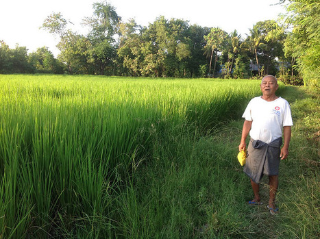 MYANMAR: SRI trial a success in Mandalay Region | SRI Global News ++ March - May 2025    System of Rice Intensification (SRI) | Scoop.it