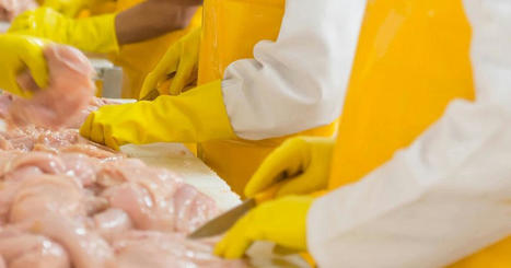 USA: Poultry processing firms Tyson and Perdue are under investigation after contractors allegedly hired migrant children, incl. cos comments | Responsible Sourcing | Scoop.it