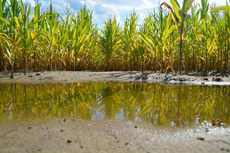 FRANCE: &Eacute;cologie et terroir&nbsp;: une alliance sous-estim&eacute;e | CIHEAM Press Review | Scoop.it