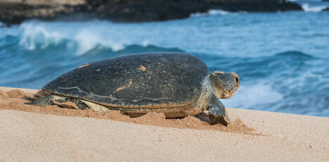 Plastique : une seule tortue verte peut contenir l’équivalent de 10 balles de ping-pong | Biodiversité | Scoop.it